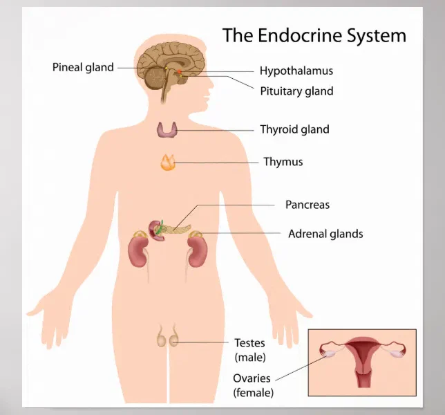 Anatomia del sistema endocrino