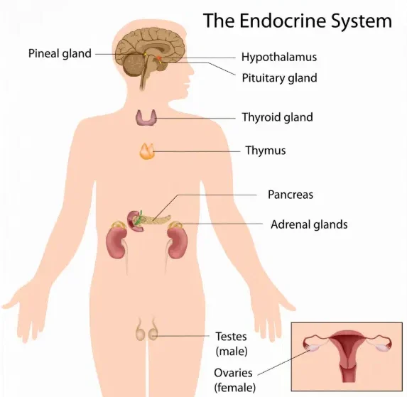 Anatomia del sistema endocrino